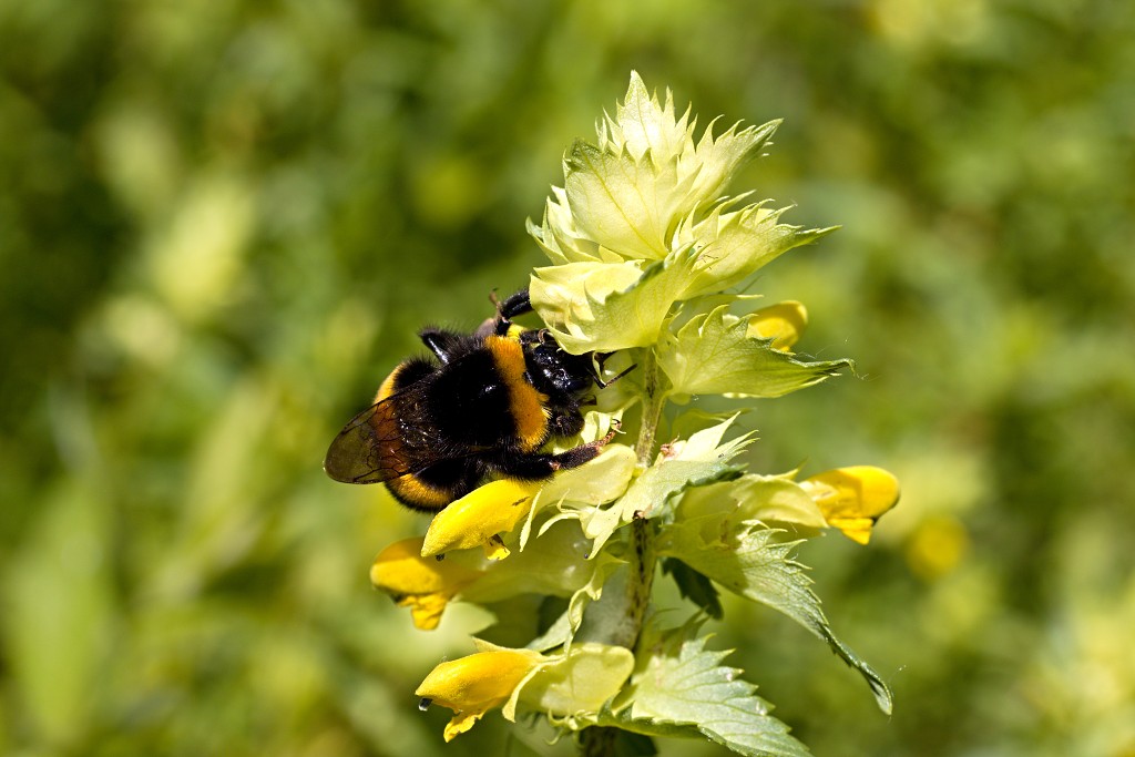 voornes duin tenellaplas Quackjeswater natuur natuurgebied natuurmonumenten hdr duinen Zuid Hollands landschap polder bossen natuurreservaat Natura 2000